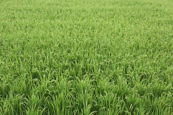 Flaherty, Dennis 아티스트의 Japan, Nara, Heguri-cho Field of growing rice작품입니다.